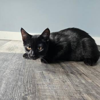 Cilantro -  Domestic Short Hair Cat for Adoption in Conway, New Hampshire - Cilantro | PetCurious