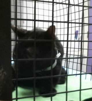 MAC -  Domestic Short Hair Cat for Adoption in Houston, Texas - MAC | PetCurious