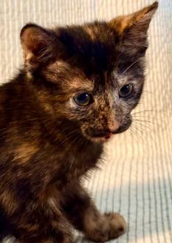 Pinto -  Domestic Short Hair Cat for Adoption in New York, New York - Pinto | PetCurious