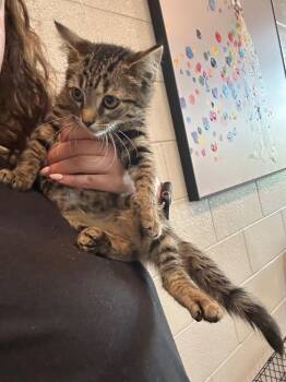 Catwise -  Domestic Short Hair Cat for Adoption in Chattanooga, Tennessee - Catwise | PetCurious