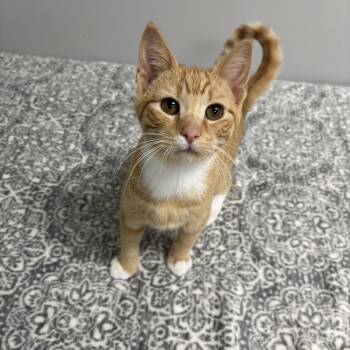 Domestic Short Hair and American Shorthair Cats Available for Adoption - Quill | PetCurious