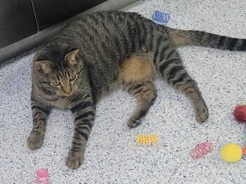 Ealing -  Domestic Short Hair Cat for Adoption in Colorado Springs, Colorado - Ealing | PetCurious