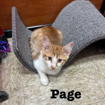 Page -  Domestic Short Hair Cat for Adoption in Hazlet, New Jersey - Page | PetCurious