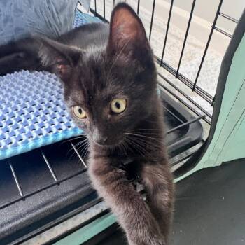 Cinder -  Domestic Short Hair Cat for Adoption in Spokane, Washington - Cinder | PetCurious