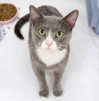 sherbert - 2 Years ( Avail 7/15) -  Domestic Short Hair Cat for Adoption in Sterling, Massachusetts - Sherbert - 2 Years ( Avail 7/15) | PetCurious