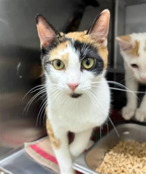 BRIDGIT -  Domestic Short Hair Cat for Adoption in Chula Vista, California - BRIDGIT | PetCurious