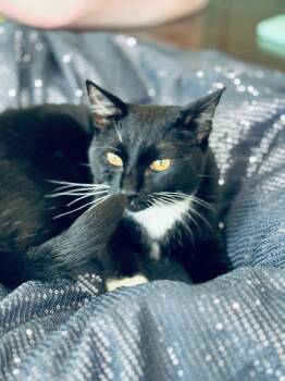 Charlie -  Domestic Short Hair Cat Available for Adoption in Huntington Beach, California - Charlie | PetCurious