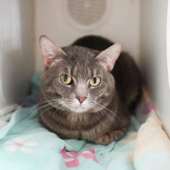 Domestic Short Hair Cats Available for Adoption - Yoshi | PetCurious