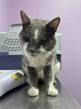 Mushu -  Domestic Short Hair Cat for Adoption in El Paso, Texas - Mushu | PetCurious
