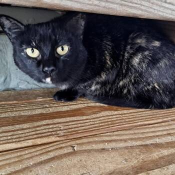 Domestic Medium Hair Cats Available for Adoption - Satin | PetCurious