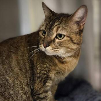 Honey -  Domestic Short Hair Cat for Adoption in Windsor, Virginia - Honey | PetCurious