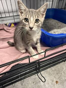 Walnut -  Domestic Short Hair Cat for Adoption in Taylorsville, Kentucky - Walnut | PetCurious