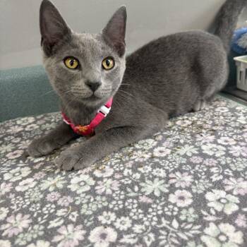 Oatmilk Latte -  Russian Blue and Domestic Short Hair Cat for Adoption in Bardstown, Kentucky - Oatmilk Latte | PetCurious