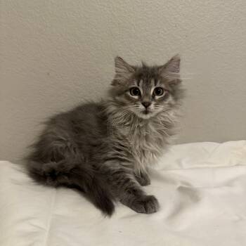 Maine Coon and Domestic Long Hair Cats Available for Adoption in San Tan Valley, Arizona - Izzie | PetCurious