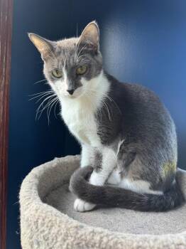 Calista -  Domestic Short Hair Cat for Adoption - Calista | PetCurious
