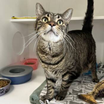 Doc Brown & Marty McFly (Bonded) -  Domestic Short Hair Cat for Adoption in La Grange Park, Illinois - Doc Brown & Marty McFly (Bonded) | PetCurious