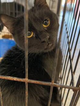 Domestic Short Hair Cats Available for Adoption in Zimmerman, Minnesota - Star | PetCurious