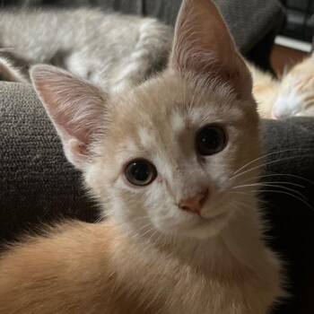 Pearl  in Baltimore, MD -  Domestic Short Hair Cat Available for Adoption - Pearl  In Baltimore, MD | PetCurious