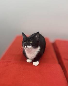 Domestic Short Hair Cats Available for Adoption - Isaac | PetCurious