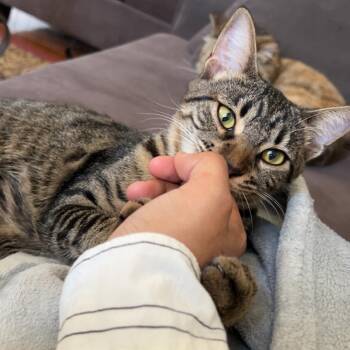 Rescue Egyptian Mau Cats for Adoption in Brampton, Ontario - May | PetCurious