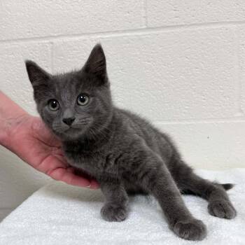 Sterling -  Domestic Short Hair Cat for Adoption in Lyndhurst, Virginia - Sterling | PetCurious