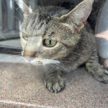 ROGUE -  Domestic Short Hair Cat for Adoption in Greensboro, North Carolina - ROGUE | PetCurious