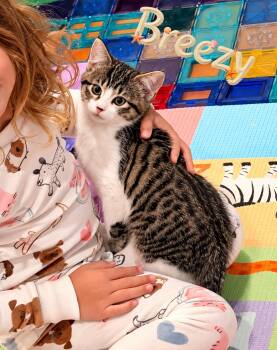 Breezy -  Domestic Short Hair Cat for Adoption in Hazlet, New Jersey - Breezy | PetCurious