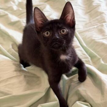 Bonbon -  Domestic Short Hair Cat for Adoption - Bonbon | PetCurious