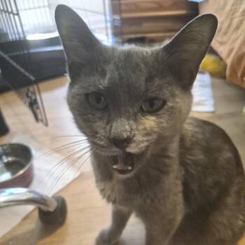 Domestic Short Hair Cats Available for Adoption in West Olive, Michigan - Tulip (Holland Cat Cove) | PetCurious