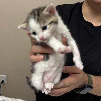 Lime -  Domestic Short Hair Cat for Adoption in Tempe, Arizona - Lime | PetCurious