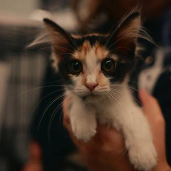 Sunny -  Domestic Short Hair Cat for Adoption in Vallejo, California - Sunny | PetCurious