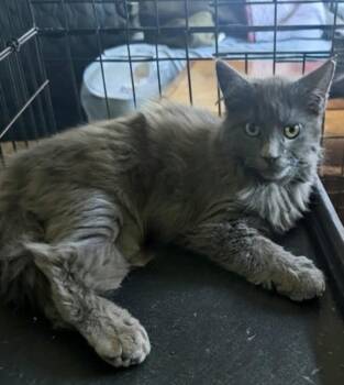 Darkness -  Domestic Long Hair Cat for Adoption in Reno, Nevada - Darkness | PetCurious