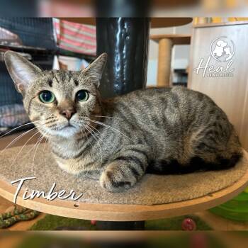Rescue Domestic Short Hair Cats for Adoption in Youngwood, Pennsylvania - Timber | PetCurious