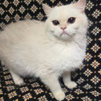 QUEEN VICTORIA (bonded w/Prince Philip) -  Persian Cat for Adoption in Graham, Washington - QUEEN VICTORIA (bonded W/Prince Philip) | PetCurious