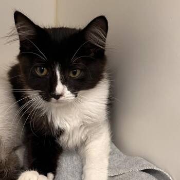 BeBe -  Domestic Short Hair Cat for Adoption in West Palm Beach, Florida - BeBe | PetCurious