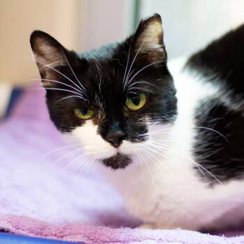 Domestic Short Hair Cats Available for Adoption in Cumming, Georgia - Michelle | PetCurious