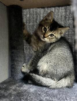 Kuzco -  Domestic Short Hair Cat for Adoption in Tacoma, Washington - Kuzco | PetCurious