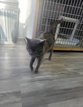 Cannon -  Domestic Short Hair Cat for Adoption in Fertile, Minnesota - Cannon | PetCurious