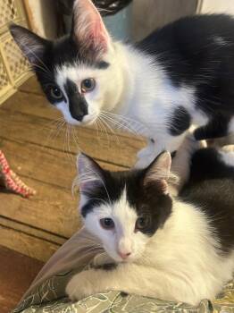 SUGAR AND SPICE -  Domestic Short Hair Cat for Adoption in Syracuse, New York - SUGAR AND SPICE | PetCurious