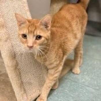 American Shorthair Cats Available for Adoption in Bethel, Connecticut - Mickey | PetCurious
