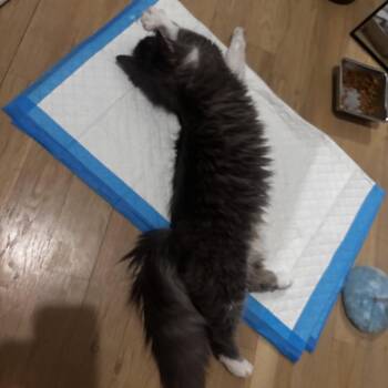 Domestic Medium Hair Cats Available for Adoption - Wisp 2 | PetCurious