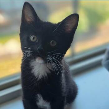 Hopper -  Domestic Short Hair Cat for Adoption in Layton, Utah - Hopper | PetCurious