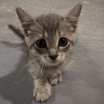 Robin -  Domestic Short Hair Cat Available for Adoption in Floresville, Texas - Robin | PetCurious
