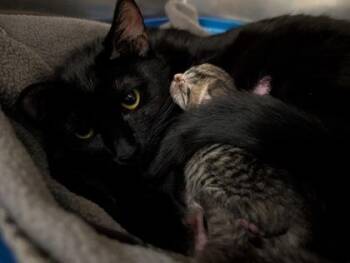 Princess -  Domestic Short Hair Cat for Adoption in Westland, Michigan - Princess | PetCurious