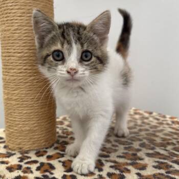 Lolly -  Domestic Short Hair Cat for Adoption in Naperville, Illinois - Lolly | PetCurious