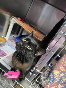 Gizzy -  Domestic Short Hair Cat for Adoption in Evansville, Indiana - Gizzy | PetCurious