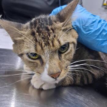 Glenn -  Domestic Short Hair Cat for Adoption in Summerville, South Carolina - Glenn | PetCurious