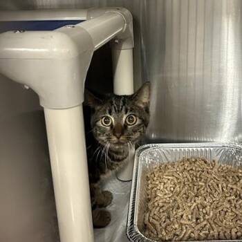 Rescue Domestic Medium Hair Cats for Adoption in Salt Lake City, Utah - Calamity Jane | PetCurious