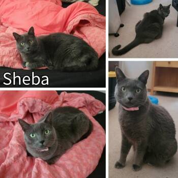 Sheba -  Domestic Short Hair Cat for Adoption in Newberg, Oregon - Sheba | PetCurious