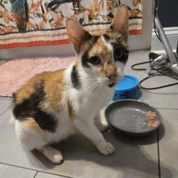 Circe -  Domestic Short Hair Cat for Adoption in Chicago, Illinois - Circe | PetCurious
